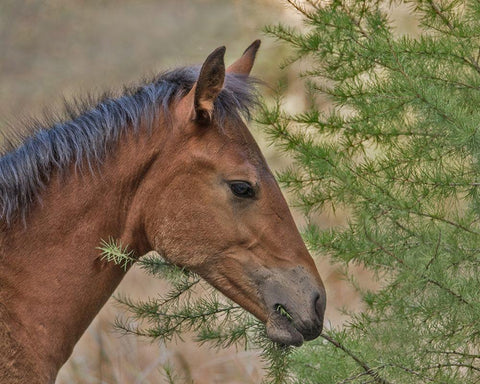 Ochoco Foal and Larch White Modern Wood Framed Art Print with Double Matting by McFerrin, Larry