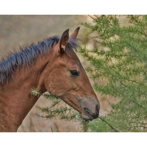 Ochoco Foal and Larch Black Modern Wood Framed Art Print by McFerrin, Larry