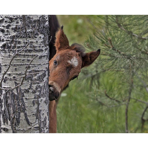 Ochoco Foal - Ochoco Gold Ornate Wood Framed Art Print with Double Matting by McFerrin, Larry
