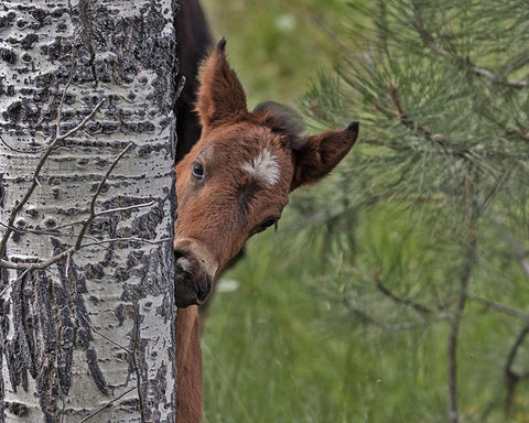 Ochoco Foal - Ochoco Black Ornate Wood Framed Art Print with Double Matting by McFerrin, Larry