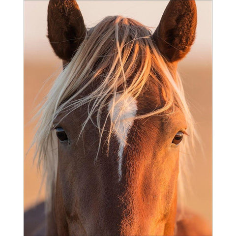 Curious White Modern Wood Framed Art Print by McFerrin, Larry