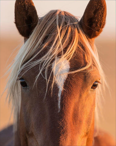 Curious White Modern Wood Framed Art Print with Double Matting by McFerrin, Larry