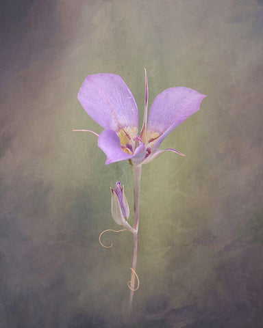 Sagebrush Mariposa Lily White Modern Wood Framed Art Print with Double Matting by McFerrin, Larry