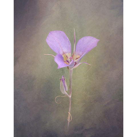 Sagebrush Mariposa Lily White Modern Wood Framed Art Print by McFerrin, Larry