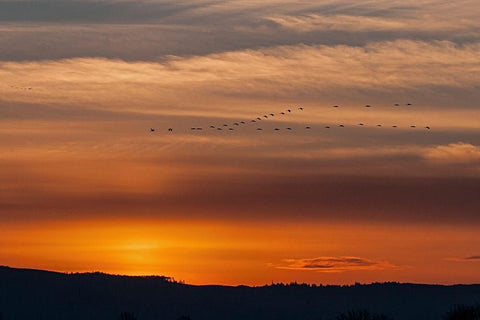 Sunset Flight White Modern Wood Framed Art Print with Double Matting by McFerrin, Larry