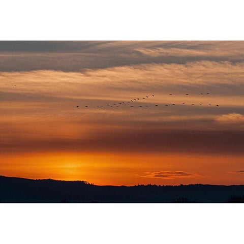 Sunset Flight White Modern Wood Framed Art Print by McFerrin, Larry