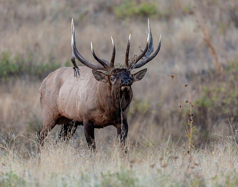 Dont Mess With Me Black Ornate Wood Framed Art Print with Double Matting by McFerrin, Larry