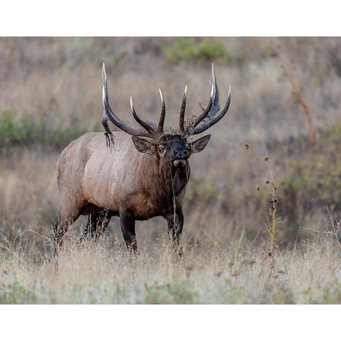 Dont Mess With Me Black Modern Wood Framed Art Print by McFerrin, Larry
