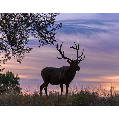 Sunrise Bull Gold Ornate Wood Framed Art Print with Double Matting by McFerrin, Larry