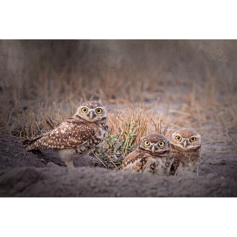 Burrowing Owl Black Modern Wood Framed Art Print with Double Matting by McFerrin, Larry