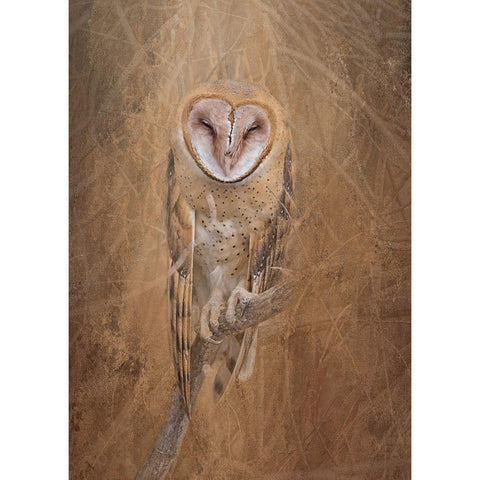 Barn Owl Black Modern Wood Framed Art Print by McFerrin, Larry