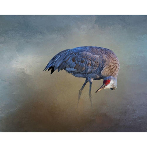 Sandhill Crane Black Modern Wood Framed Art Print by McFerrin, Larry