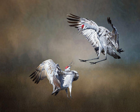 Sandhill Cranes White Modern Wood Framed Art Print with Double Matting by McFerrin, Larry