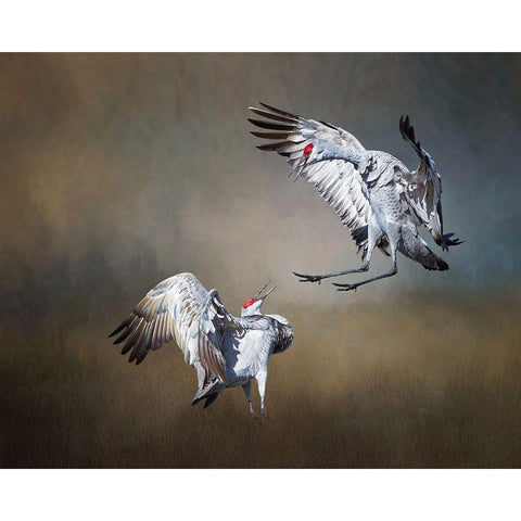 Sandhill Cranes White Modern Wood Framed Art Print by McFerrin, Larry