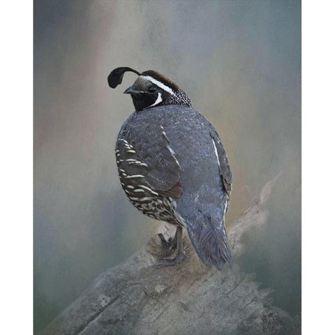 California Quail Black Modern Wood Framed Art Print by McFerrin, Larry