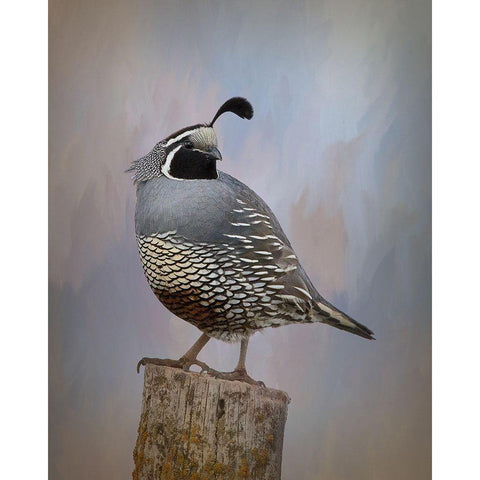 California Quail II Gold Ornate Wood Framed Art Print with Double Matting by McFerrin, Larry