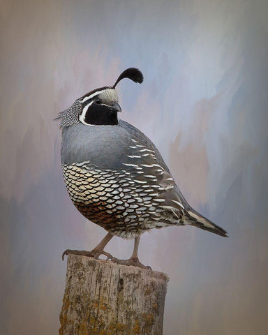 California Quail II White Modern Wood Framed Art Print with Double Matting by McFerrin, Larry