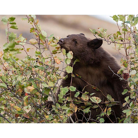 Black Bear Gold Ornate Wood Framed Art Print with Double Matting by McFerrin, Larry