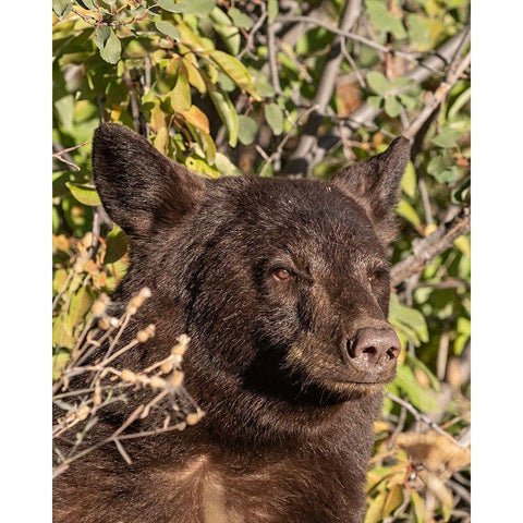 Black Bear II Black Modern Wood Framed Art Print with Double Matting by McFerrin, Larry