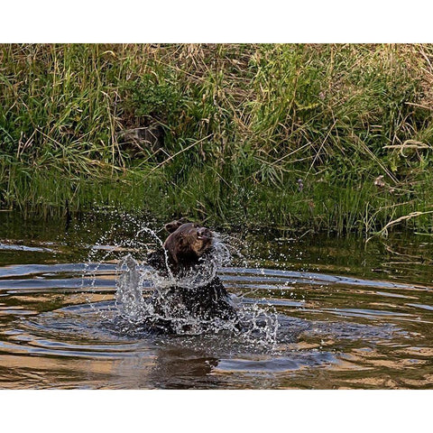 Black Bear Sow Black Modern Wood Framed Art Print with Double Matting by McFerrin, Larry