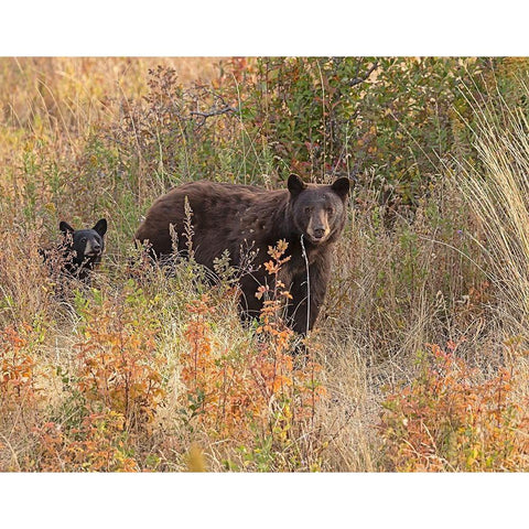 Black Bear Sow and Cub Black Modern Wood Framed Art Print by McFerrin, Larry