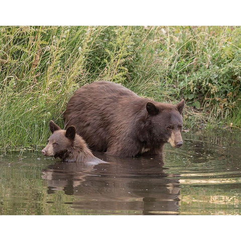 Black Bear Sow and Cub II Black Modern Wood Framed Art Print with Double Matting by McFerrin, Larry