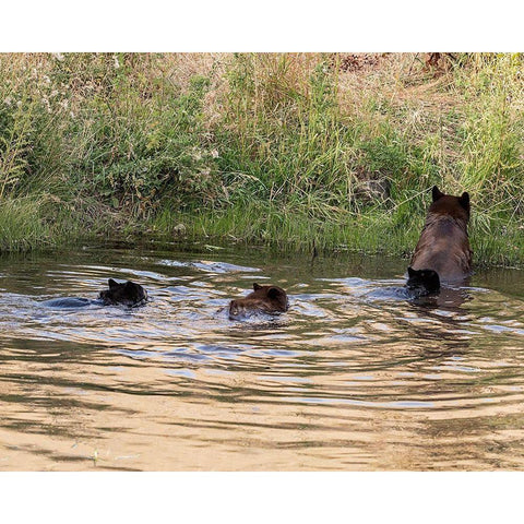 Black Bear Sow and Cubs  Gold Ornate Wood Framed Art Print with Double Matting by McFerrin, Larry
