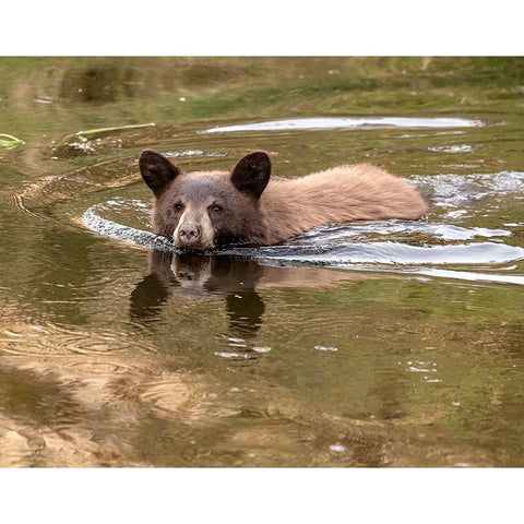 Black Bear Cub White Modern Wood Framed Art Print by McFerrin, Larry