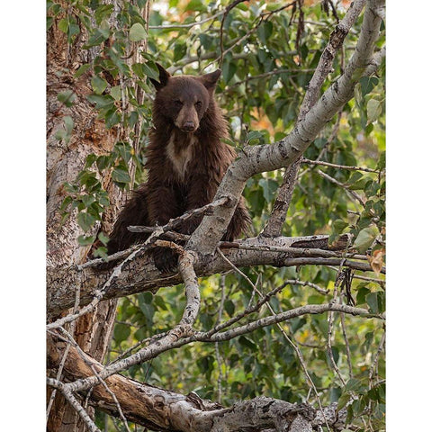 Black Bear Cub White Modern Wood Framed Art Print by McFerrin, Larry