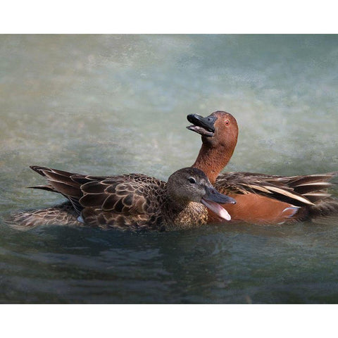 Cinnamon Teal Pair Black Modern Wood Framed Art Print with Double Matting by McFerrin, Larry