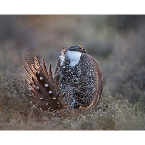 Greater Sage Grouse White Modern Wood Framed Art Print by McFerrin, Larry