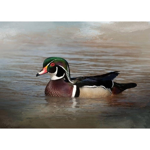 Wood Duck Black Modern Wood Framed Art Print by McFerrin, Larry