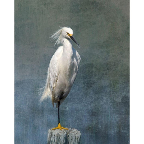 Snow Egret Black Modern Wood Framed Art Print with Double Matting by McFerrin, Larry