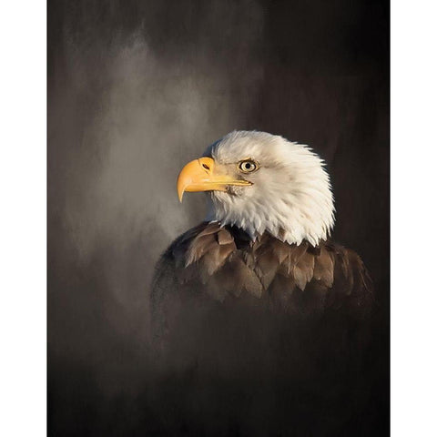 Bald Eagle Black Modern Wood Framed Art Print with Double Matting by McFerrin, Larry