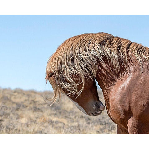 Marshall - Wild Stallion White Modern Wood Framed Art Print by McFerrin, Larry