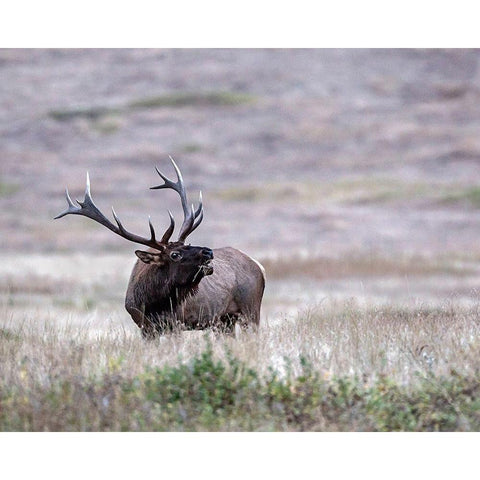 Bull Elk in Montana Black Modern Wood Framed Art Print with Double Matting by McFerrin, Larry