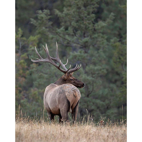 Bull Elk in Montana II Gold Ornate Wood Framed Art Print with Double Matting by McFerrin, Larry