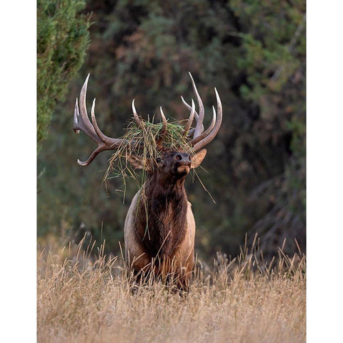 Bull Elk in Montana III Black Modern Wood Framed Art Print with Double Matting by McFerrin, Larry