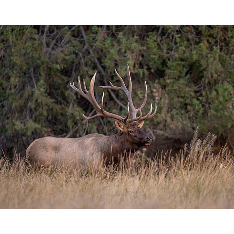 Bull Elk in Montana IV White Modern Wood Framed Art Print by McFerrin, Larry