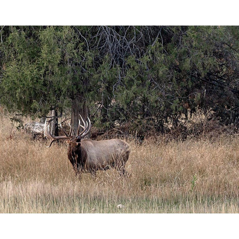 Bull Elk in Montana V Black Modern Wood Framed Art Print by McFerrin, Larry