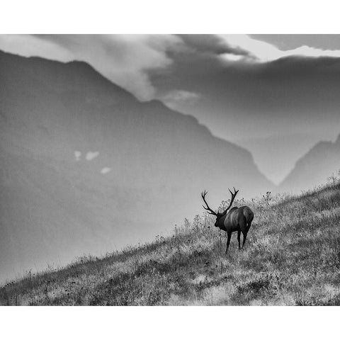 Big Country Bull Black Modern Wood Framed Art Print with Double Matting by McFerrin, Larry