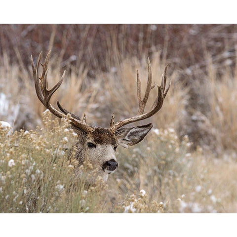 Mule Deer Buck Black Modern Wood Framed Art Print by McFerrin, Larry