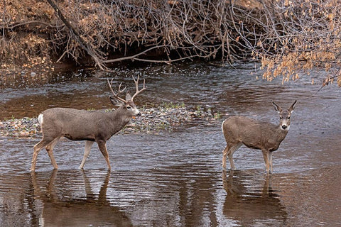 Mule Deer Buck and Doe Black Ornate Wood Framed Art Print with Double Matting by McFerrin, Larry