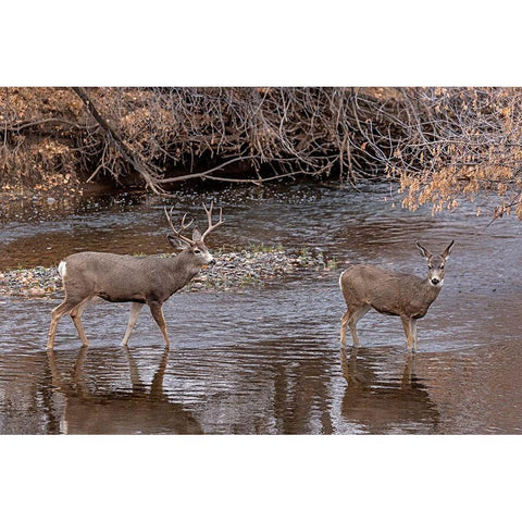 Mule Deer Buck and Doe Gold Ornate Wood Framed Art Print with Double Matting by McFerrin, Larry