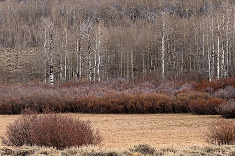 Steens Mountain Meadow Black Ornate Wood Framed Art Print with Double Matting by McFerrin, Larry