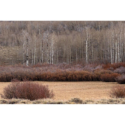 Steens Mountain Meadow White Modern Wood Framed Art Print by McFerrin, Larry