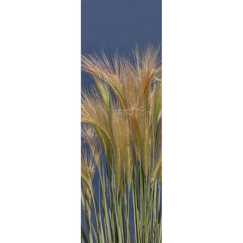 Cheat - Grass White Modern Wood Framed Art Print by McFerrin, Larry