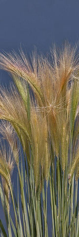 Cheat - Grass White Modern Wood Framed Art Print with Double Matting by McFerrin, Larry