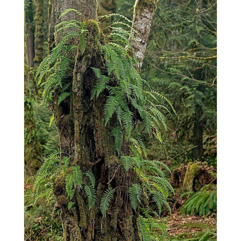 Ferns - Key Peninsula White Modern Wood Framed Art Print by McFerrin, Larry