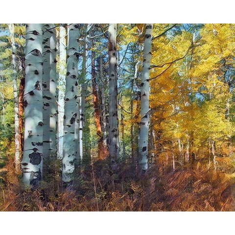 Autumn Aspens Gold Ornate Wood Framed Art Print with Double Matting by McFerrin, Larry